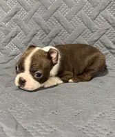 F1, a female Boston Terrier for sale in La Veta, CO – 6 of 9