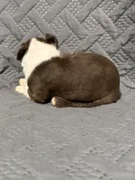 F1, a female Boston Terrier for sale in La Veta, CO – 3 of 9