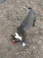 Dave, a male Boston Terrier for sale in La Veta, CO – 3 of 7