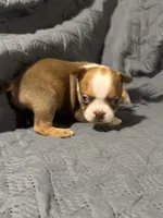 B2, a male Boston Terrier for sale in La Veta, CO – 3 of 10