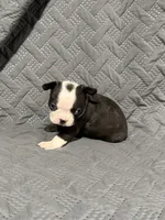 B3, a male Boston Terrier for sale in La Veta, CO – 2 of 10