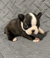 F2, a female Boston Terrier for sale in La Veta, CO – 3 of 9