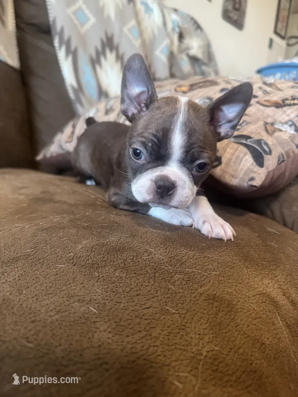 F1 – Boston Terrier puppy for sale in La Veta, CO