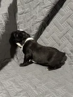 B4, a male Boston Terrier for sale in La Veta, CO – 4 of 7