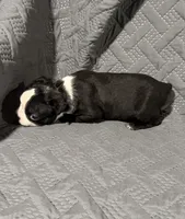 B4, a male Boston Terrier for sale in La Veta, CO – 3 of 7