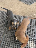 Mrs. B, a female Miniature Dachshund for sale in La Veta, CO – 3 of 3