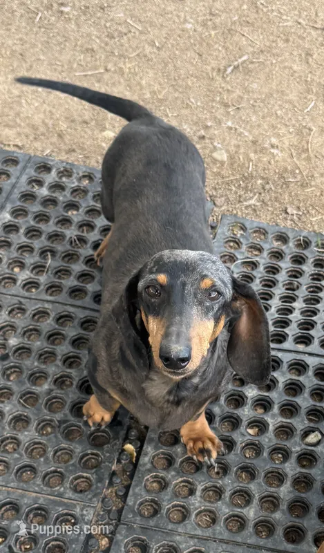 Mrs. B – Miniature Dachshund puppy for sale in La Veta, CO