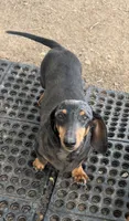 Mrs. B, a female Miniature Dachshund for sale in La Veta, CO – 1 of 3