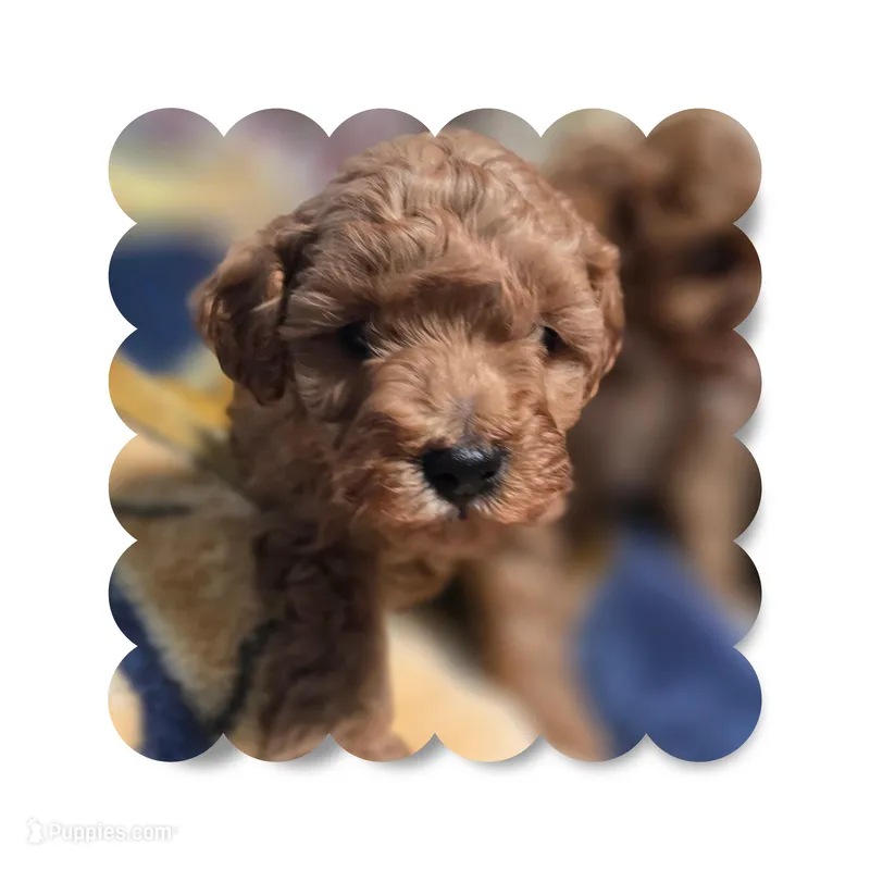 Mochi 3, a male Maltipoo for sale in Littlerock, CA – Photo 1 of 1