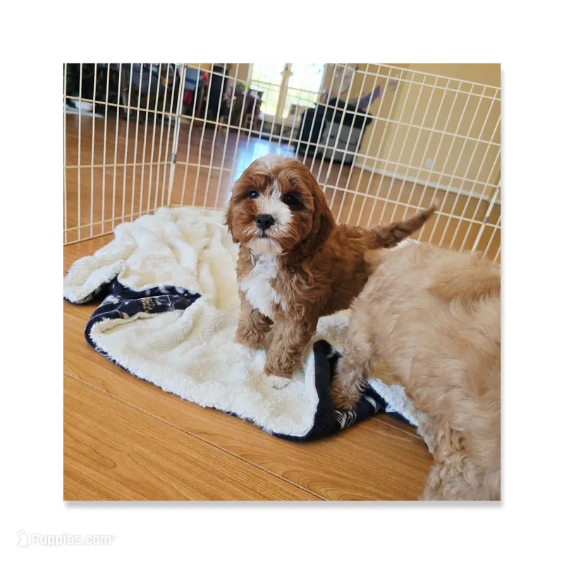 Mocha 1 – Maltipoo puppy for sale in Littlerock, CA