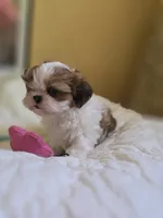 Mimi, a female Shih Tzu for sale in Littlerock, CA – 3 of 3