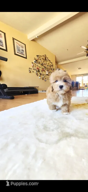 Coby – Maltipoo puppy for sale in Littlerock, CA