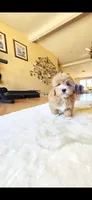 Coby, a male Maltipoo for sale in Littlerock, CA – 1 of 1