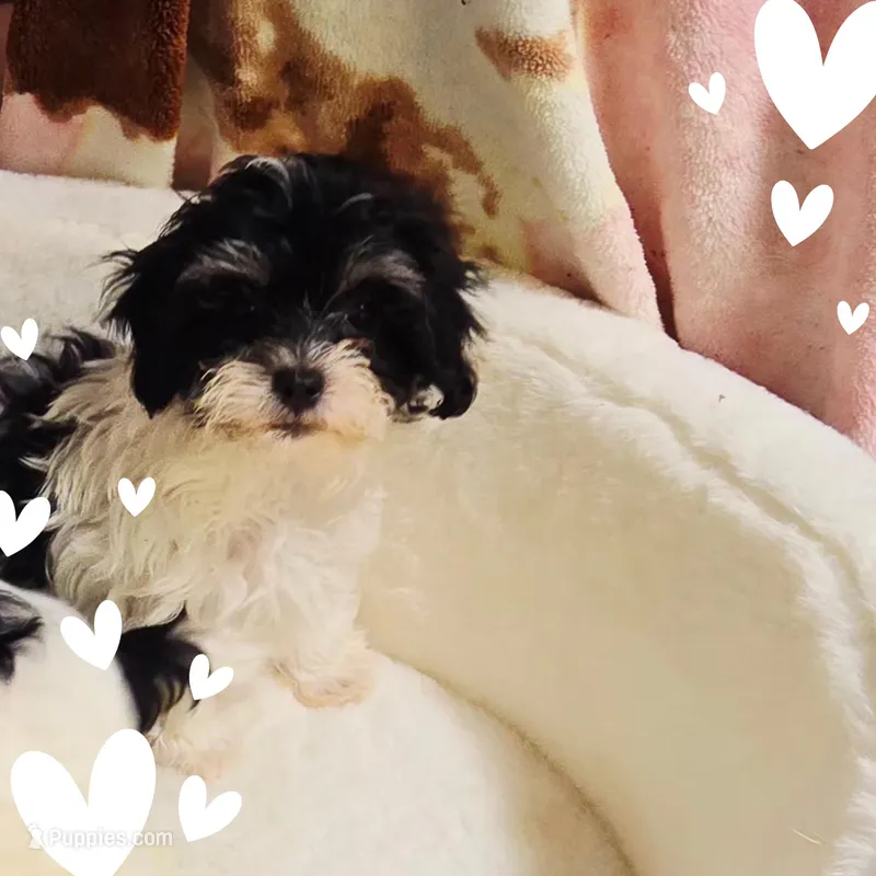 Happy2 – Shihpoo puppy for sale in Littlerock, CA