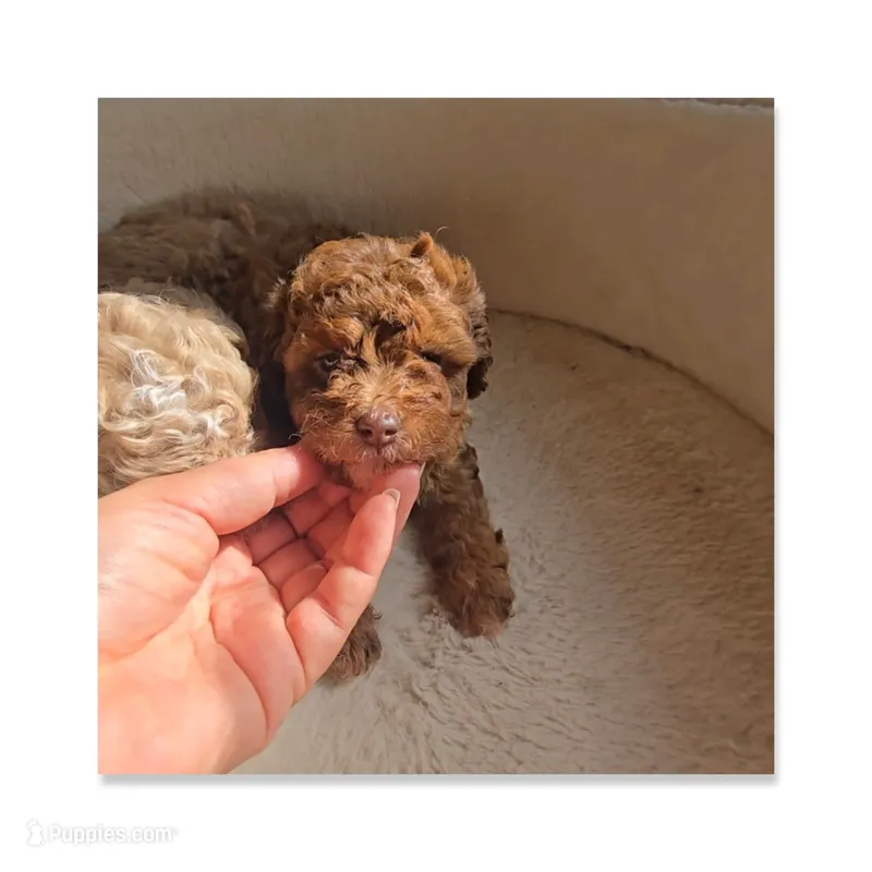 Choco – Maltipoo puppy for sale in Littlerock, CA