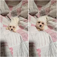 Momo, a male Shihpoo for sale in Littlerock, CA – 3 of 3