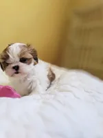 Mimi, a female Shih Tzu for sale in Littlerock, CA – 2 of 3