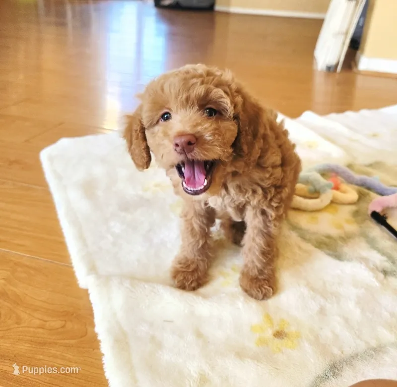 Princess2 – Miniature Goldendoodle puppy for sale in Littlerock, CA