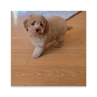 Teddy, a female Maltipoo for sale in Littlerock, CA – 1 of 1