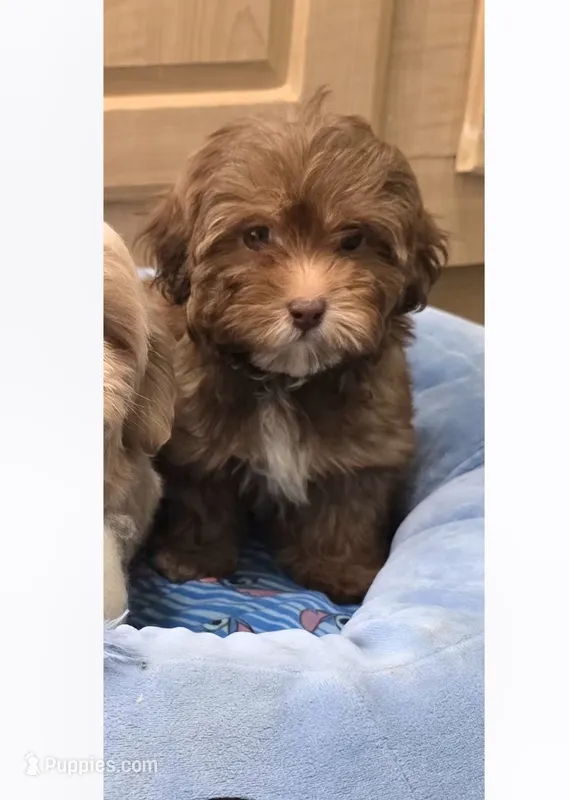 Choco – Maltipoo puppy for sale in Littlerock, CA