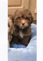 Choco, a female Maltipoo for sale in Littlerock, CA – 1 of 1