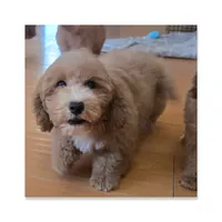 Bear, a female Maltipoo for sale in Littlerock, CA – 1 of 1
