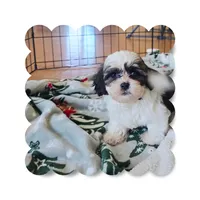 Coco3, a male Shihpoo for sale in Littlerock, CA – 1 of 1