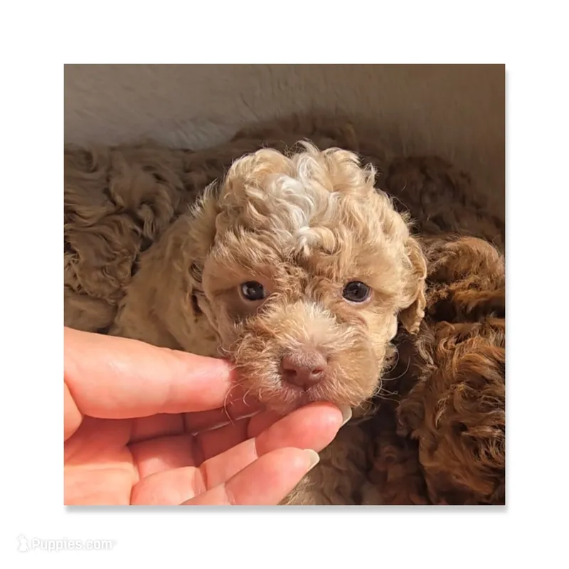 Caramel  – Maltipoo puppy for sale in Littlerock, CA