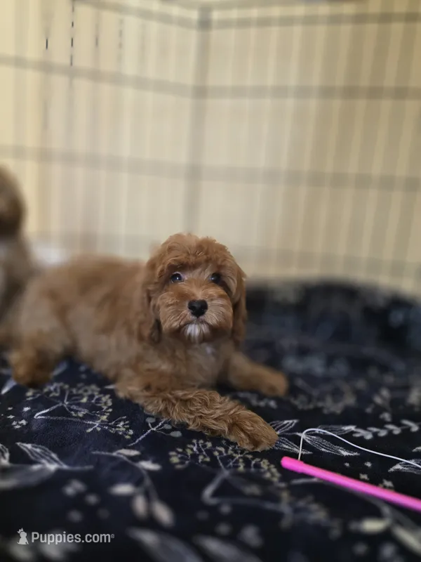 Pear – Maltipoo puppy for sale in Littlerock, CA