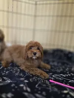 Pear, a male Maltipoo for sale in Littlerock, CA – 1 of 1