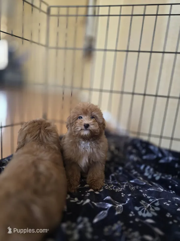 Apple – Maltipoo puppy for sale in Littlerock, CA
