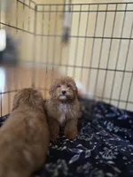 Apple, a male Maltipoo for sale in Littlerock, CA – 1 of 1