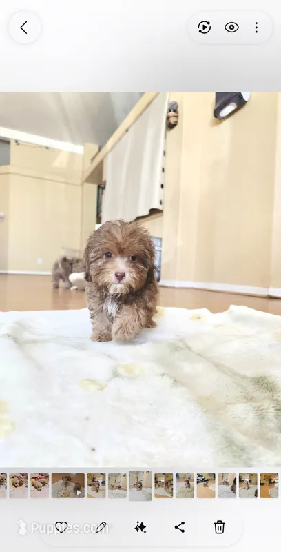 Chocolate  – Maltipoo puppy for sale in Littlerock, CA