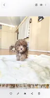 Chocolate , a female Maltipoo for sale in Littlerock, CA – 1 of 1