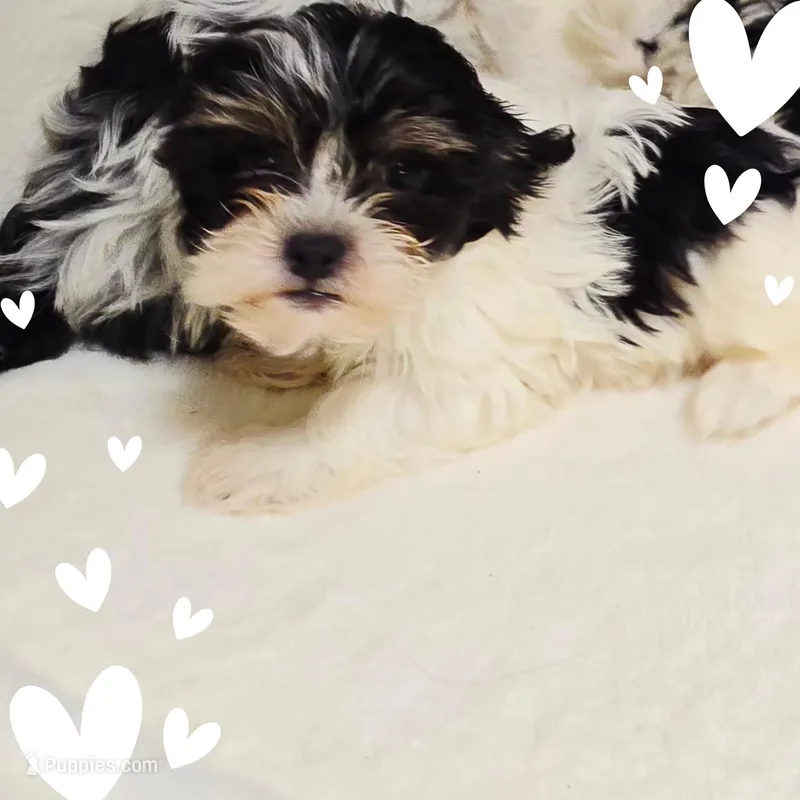  Cloud  – Shihpoo puppy for sale in Littlerock, CA