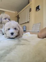Tony, a male Maltipoo for sale in Littlerock, CA – 1 of 1