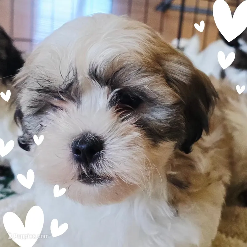 Coco1 – Shihpoo puppy for sale in Littlerock, CA