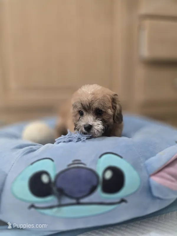 Elle – Maltipoo puppy for sale in Littlerock, CA