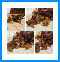 Joy, a male Maltipoo and Poodle - Toy  for sale in Littlerock, CA – Photo 1 of 2