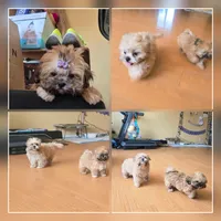 Joy, a male Maltipoo and Poodle - Toy  for sale in Littlerock, CA – Photo 2 of 2