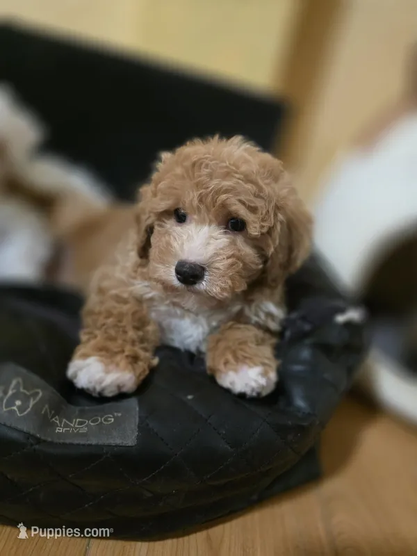 Miso3 – Maltipoo puppy for sale in Littlerock, CA