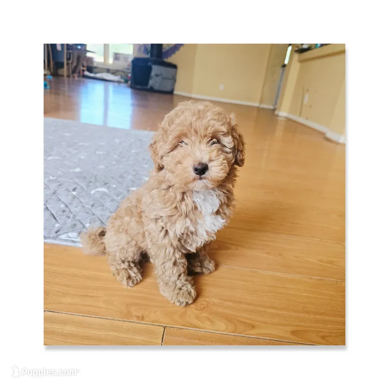 Mochi 2 – Maltipoo puppy for sale in Littlerock, CA