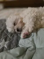 Momo, a male Shihpoo for sale in Littlerock, CA – 2 of 3