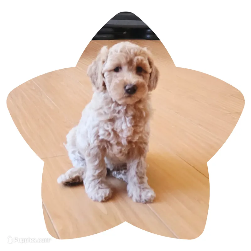 Princess3 – Miniature Goldendoodle puppy for sale in Littlerock, CA