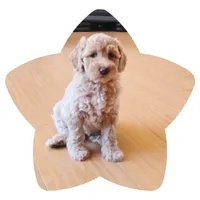 Princess3, a female Miniature Goldendoodle for sale in Littlerock, CA – 1 of 1