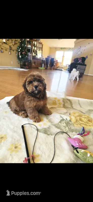 Apple – Shihpoo puppy for sale in Littlerock, CA