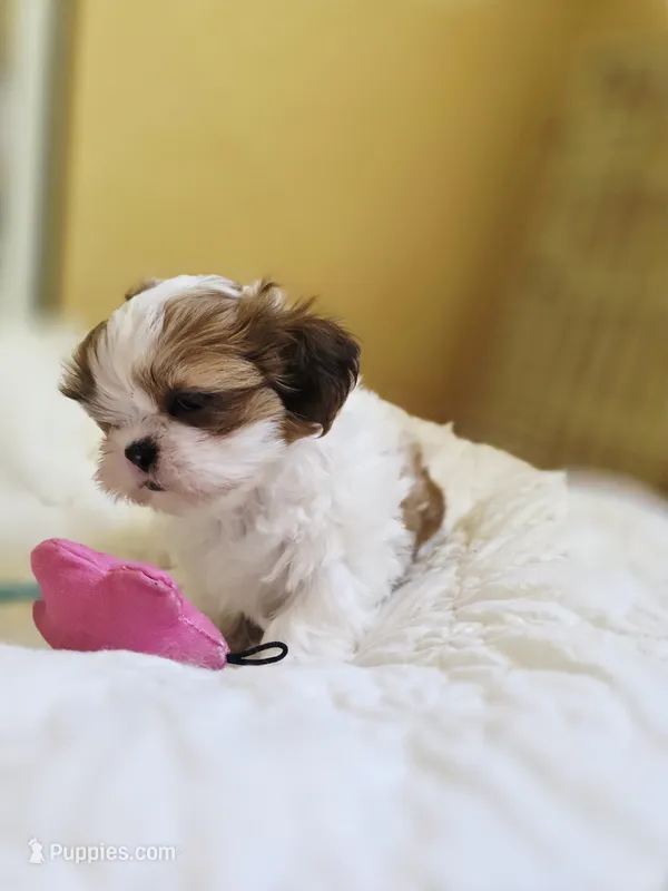 Mimi – Shih Tzu puppy for sale in Littlerock, CA