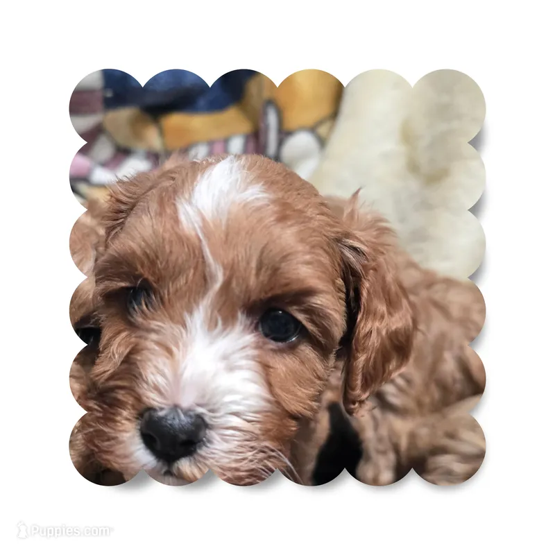 Mocha 1 – Maltipoo puppy for sale in Littlerock, CA