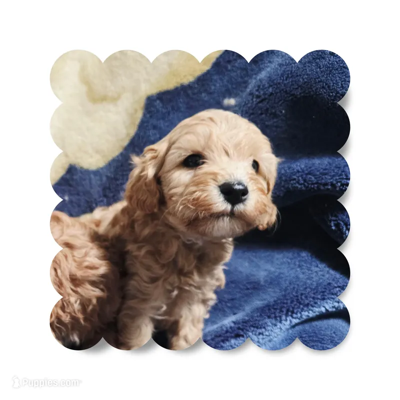 Mochi 2 – Maltipoo puppy for sale in Littlerock, CA