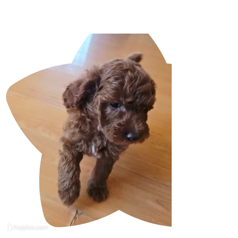 Prince  – Miniature Goldendoodle puppy for sale in Littlerock, CA